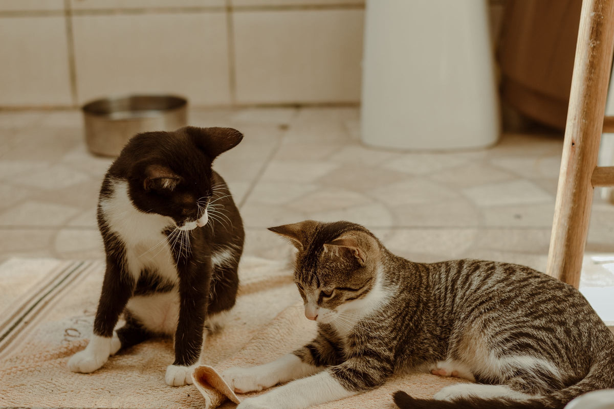 Kattegrus spredt på gulvet foran en kattebakke i et hjem