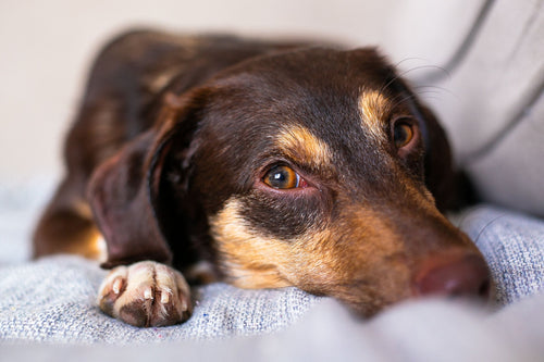 Fjerne hundehår fra sofa: Den nemme guide, der faktisk virker