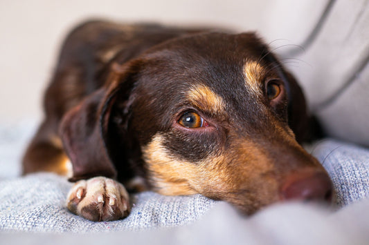 Hund ligger afslappet i en stofsofa med synlige hundehår på puderne