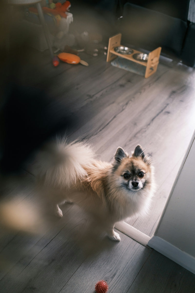 Bruger poterrenseren hver dag efter vores gåtur :)