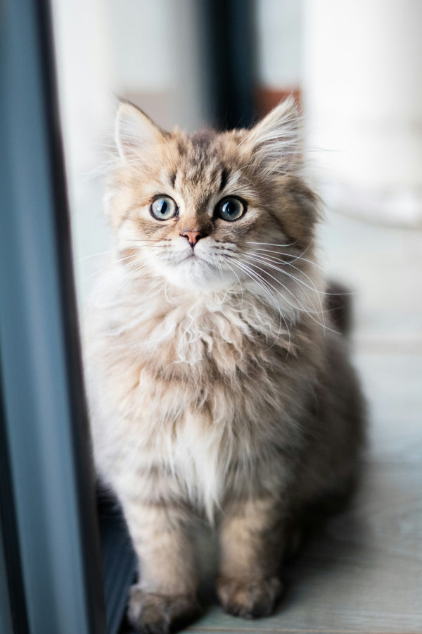 Til katten